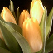 Tulipany :)