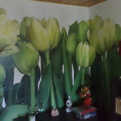 Tulipany w pokoju