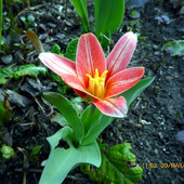 Wiosenne tulipany