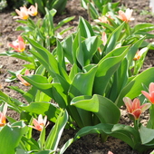 Zakwitly moje tulipanki miniaturki