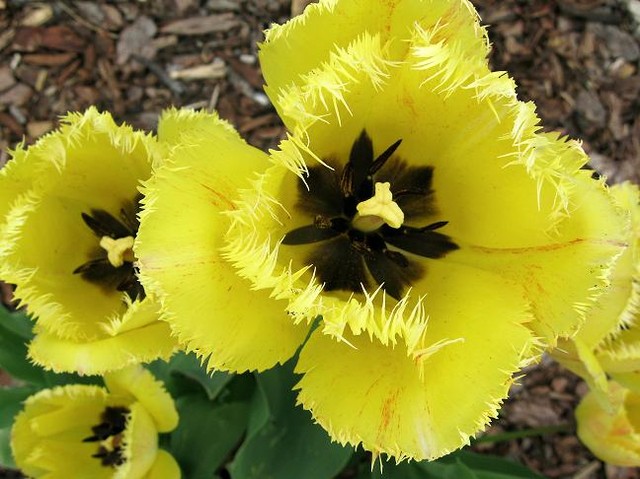 'Drapieżne' tulipany ;-))