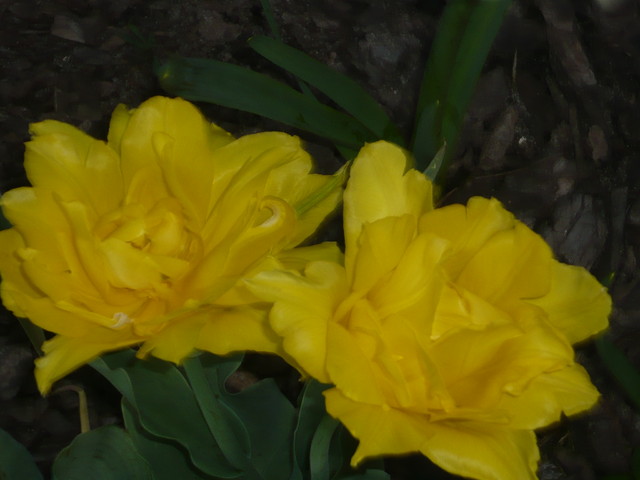 A może żółte tulipany