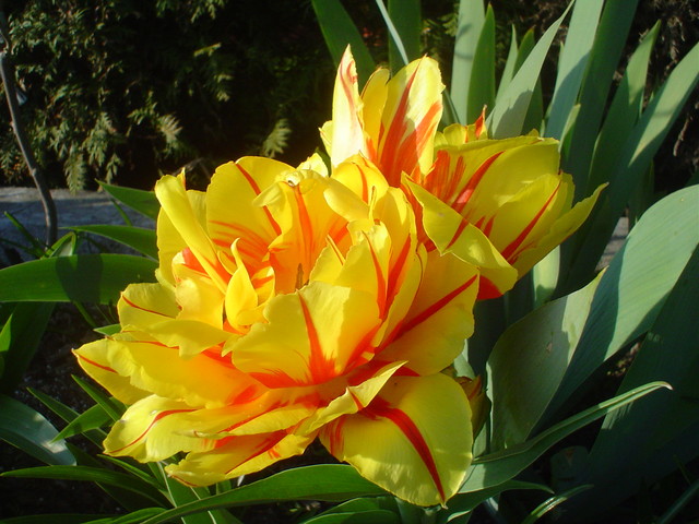 c.d. tulipan