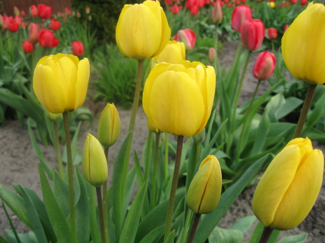 Czas tulipanów...