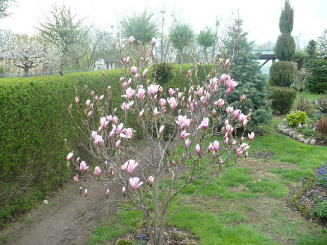 Drzewko magnoli