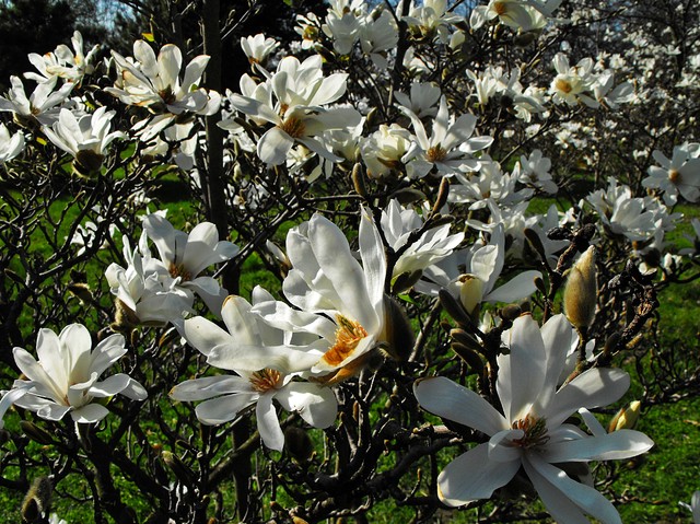 Drzewko magnoliowe niskopienne