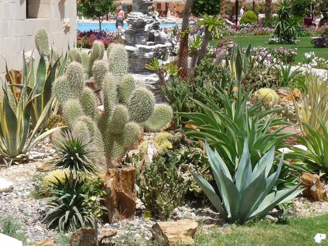 Egipskie kaktusowo