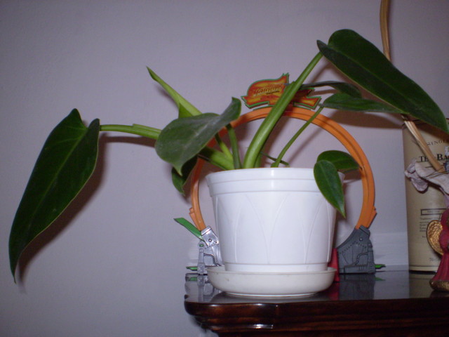 filodendron