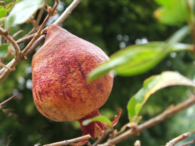 granatowiec (owoc)