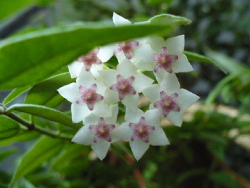 hoja piękna - (Hoya bella)