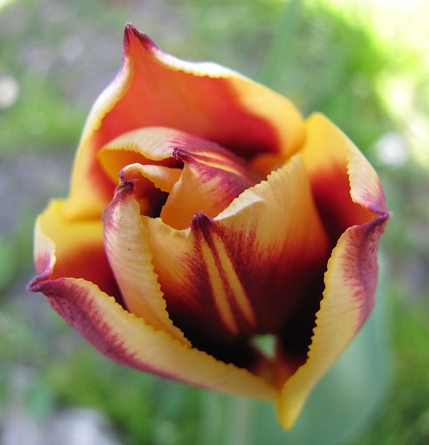 jeszcze jeden tulipanek w pączku :)