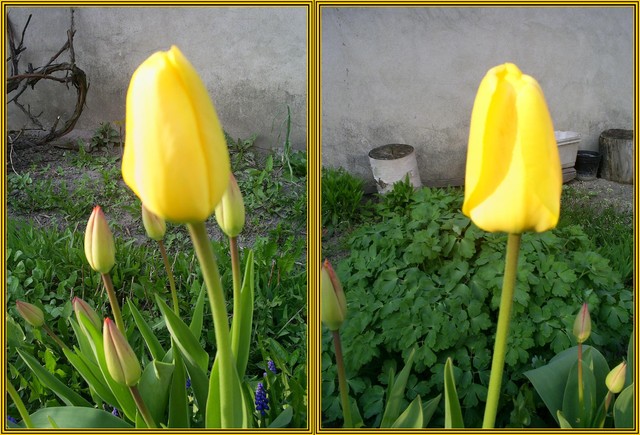 jeszcze tulipek :)