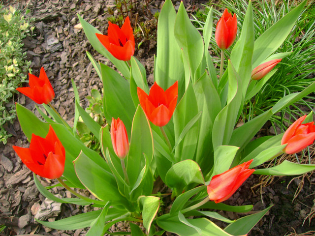 kępka tulipanków