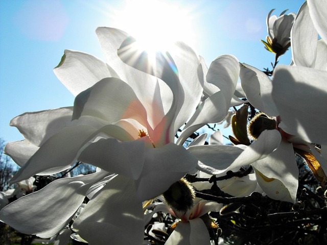 Kwiat magnolii z promyczkami :-)