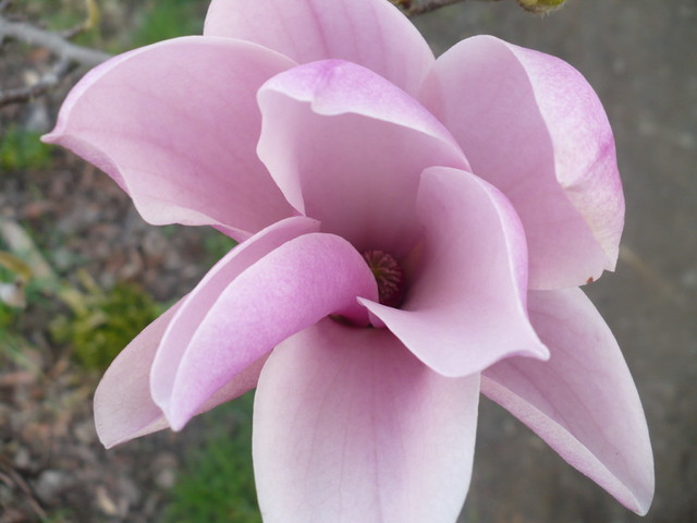 Kwiatek Magnoli
