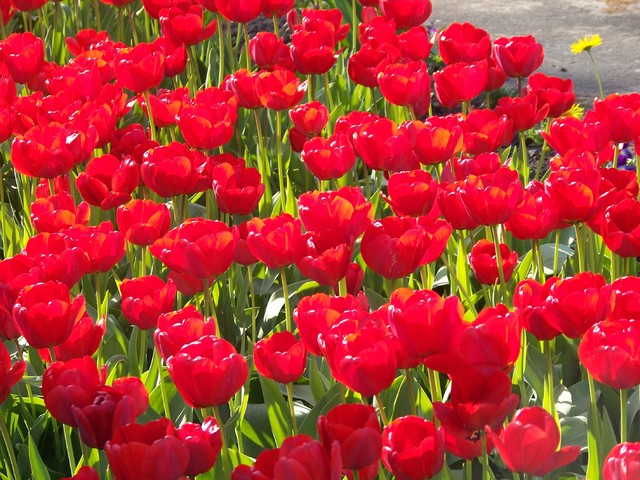 łan tulipanów
