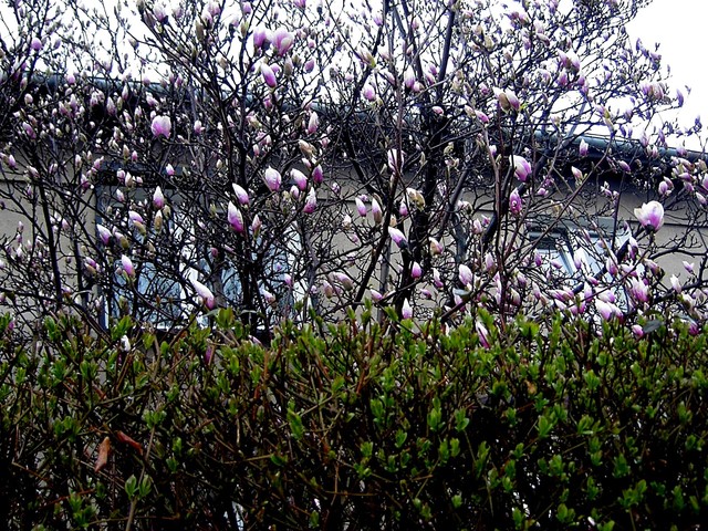 Magnolia w pąkach