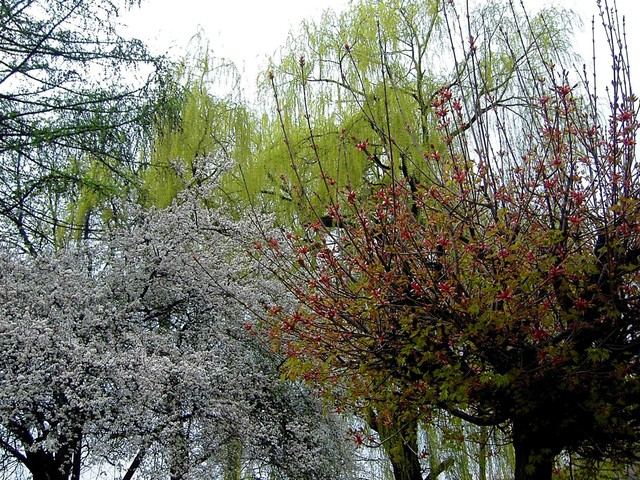 Miks wiosennych drzew :)