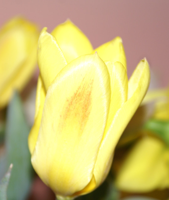 moje tulipany 2010