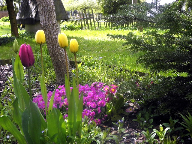 moje tulipany i prymulki