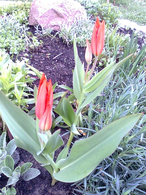 moje tulipany jeszcze pączki ale niebawem zakwitną