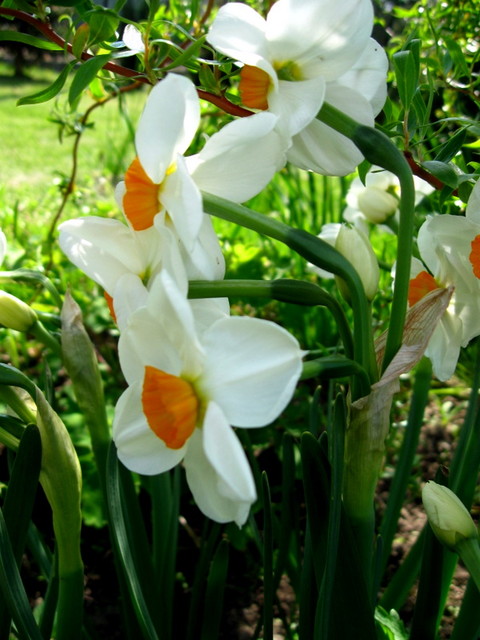 narcyzy - cztery kwiaty z jednej łodygi
