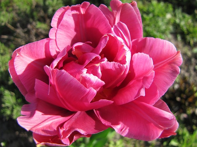 obiecany tulipanek...