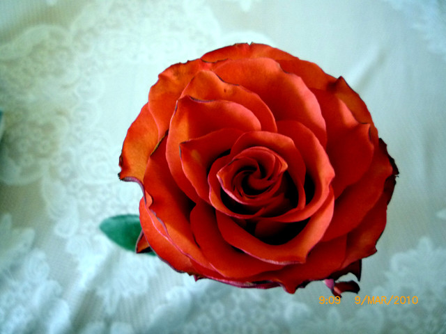 Róża (z flakonu)