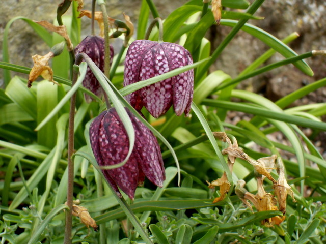 Szachownica kostkowata-Fritillaria meleagris