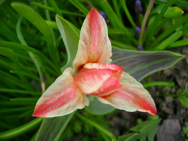 tulipan -  z tych niskich