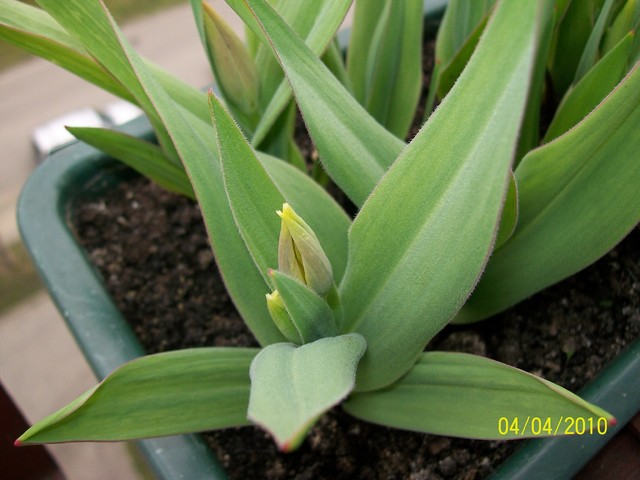 tulipan botaniczny