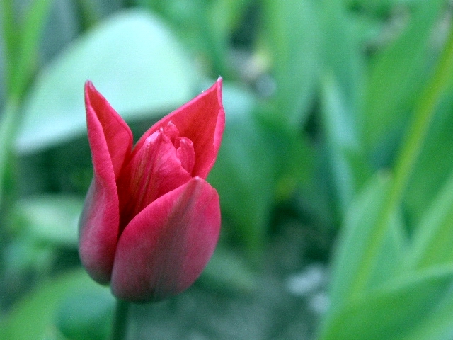 tulipan w ogrodzie