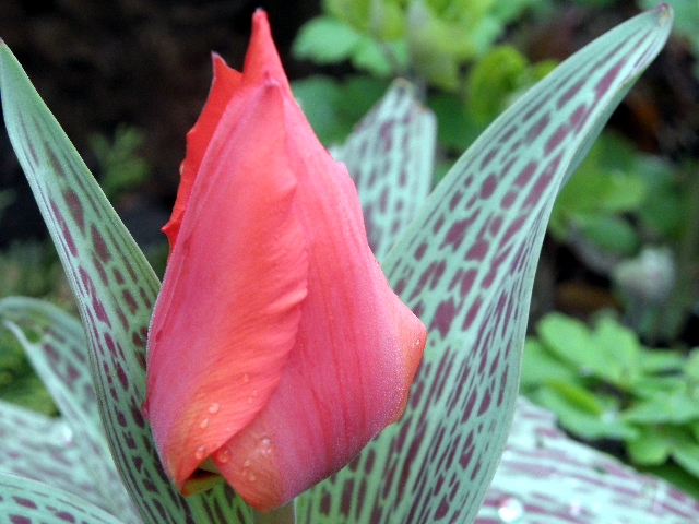 tulipan z centkowanymi listkami