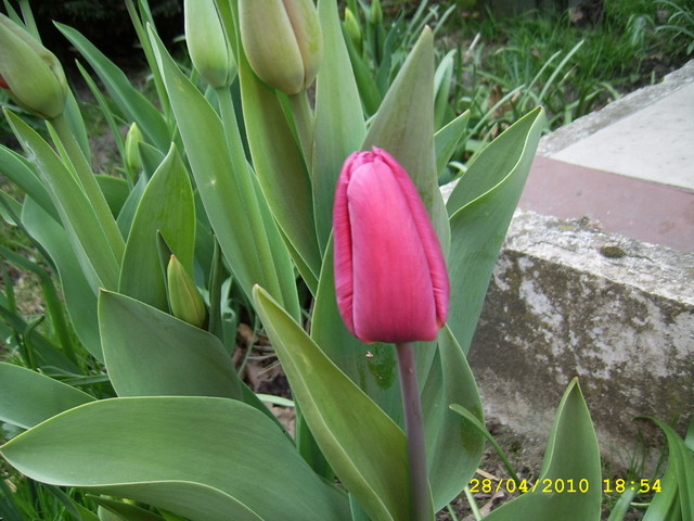 tulipan:)
