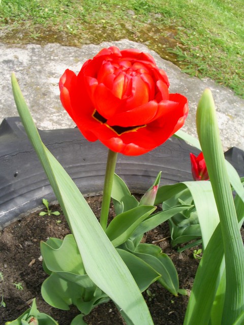  tulipanek ze świata kwiatów :)