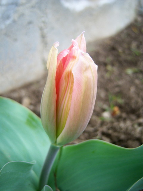 tulipanek...