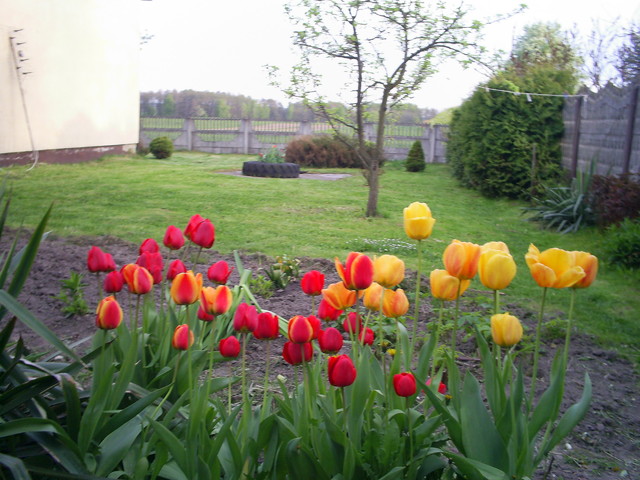 tulipanki i ogród