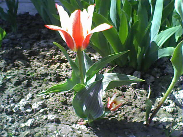 Tulipanki - większy i mniejszy :)