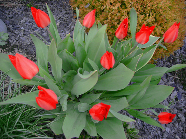 tulipankowy bukiecik
