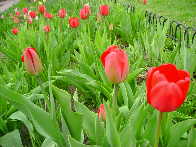 tulipanowe pole ...
