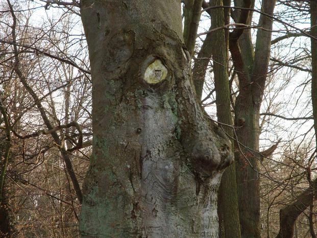 twarz drzewa