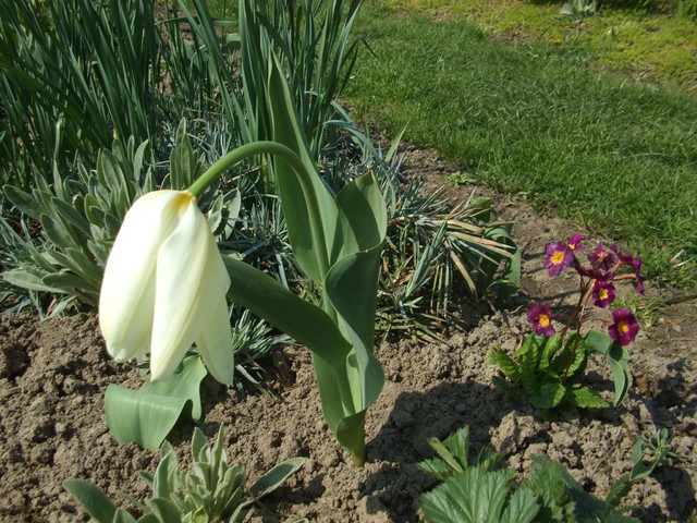 ukłon Białego tulipana :)