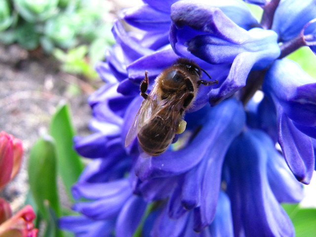 wiosenna pszczółka