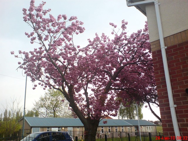 wiosenne drzewa