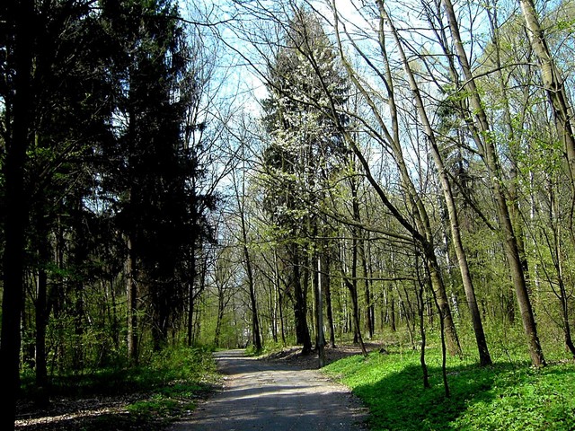 Wiosna w lesie :)