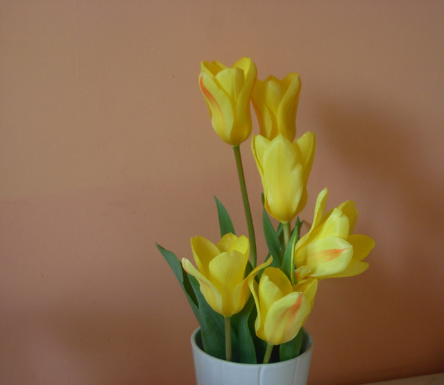 żołte śliczne tulipany:)