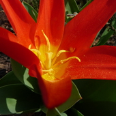 a to też Mireczki tulipanik
