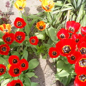buźki tulipanków :)