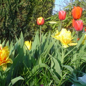 c.d. tulipan