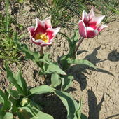 Cd Tulipany